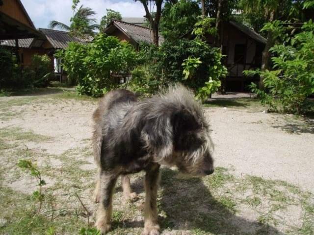 Phangan Island Baan Tai Luaran gambar